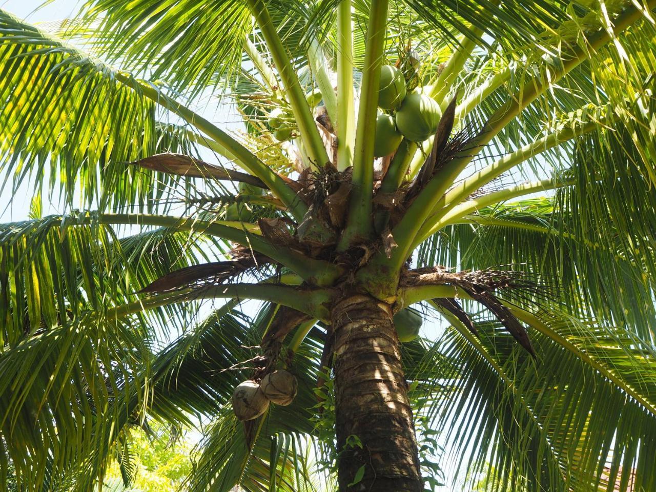 Coconut Bungalow Nai Yang Ngoại thất bức ảnh